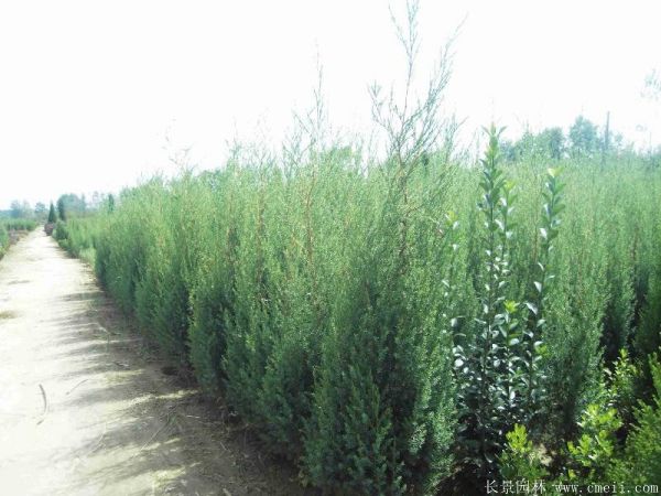 刺松圖片基地實拍 刺松圖片基地實拍