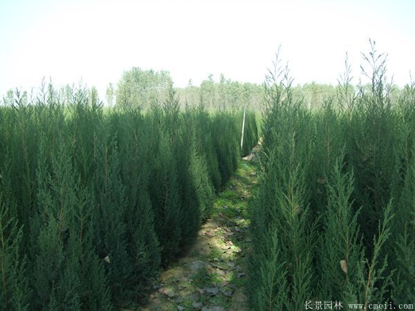 刺松圖片基地實拍 刺松圖片基地實拍