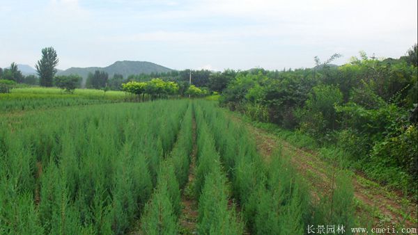 刺松圖片基地實拍 刺松圖片基地實拍