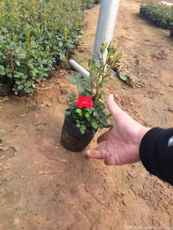 鑽石月季圖片基地實拍