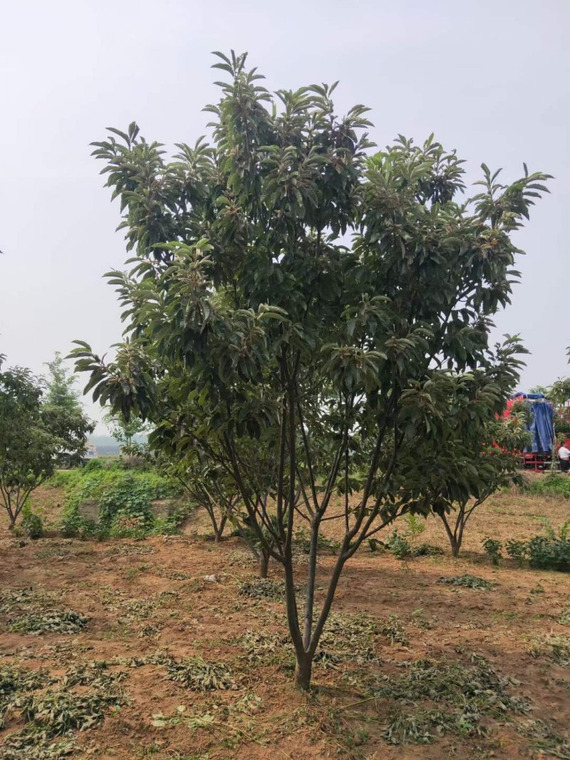 闆栗樹